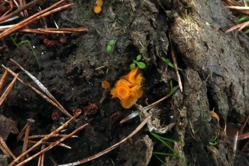 Cheilymenia fimicola 1 - IMG_7701